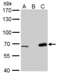 Anti-Lamin B2 antibody [GT144] used in Western Blot (WB). GTX628803